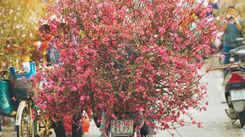 6 chợ hoa Tết nổi tiếng ở Hà Nội dịp Tết âm 2022