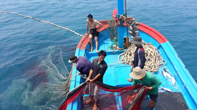 Cá dìa thường sống ở các vùng biển Việt Nam