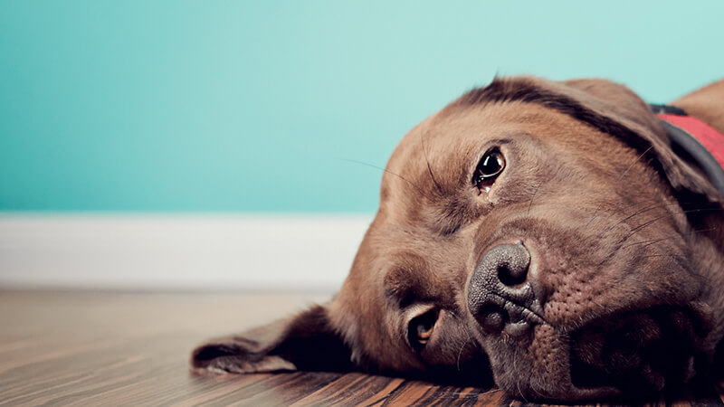 Chó bị viêm đường ruột: Dấu hiệu và cách chữa trị tận gốc