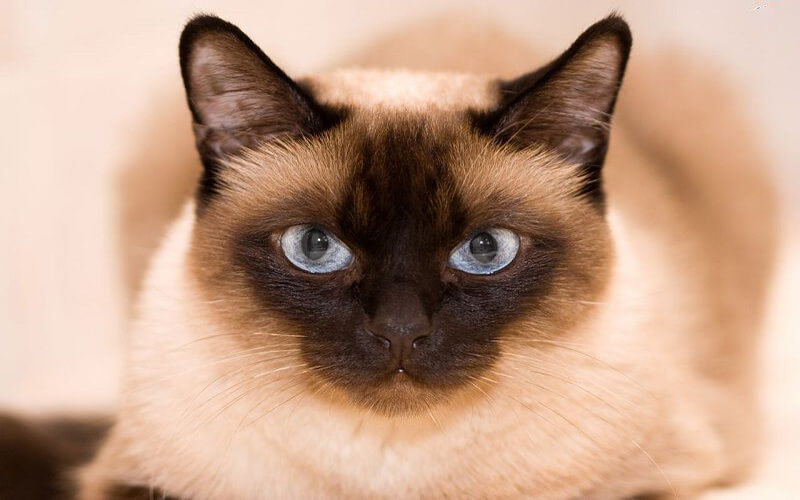 Đặc điểm, giá và cách nuôi mèo Mèo Xiêm (Siamese Cat)