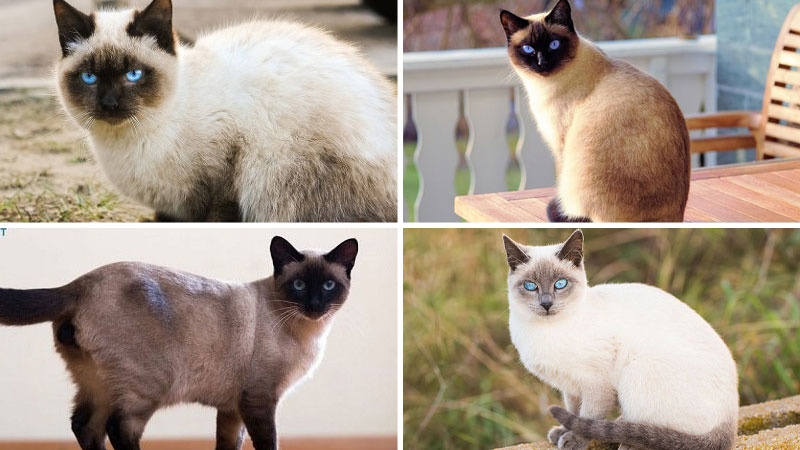 Các màu lông mèo Xiêm phổ biến