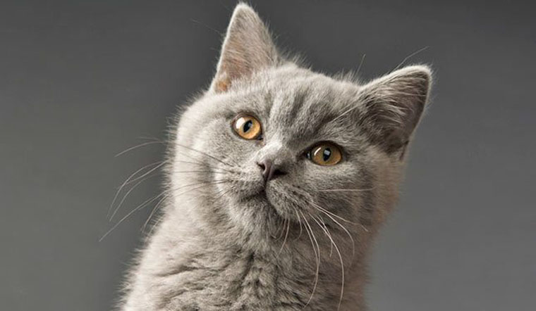 Mèo Anh lông ngắn: Nguồn gốc, đặc điểm, cách nuôi, giá bán