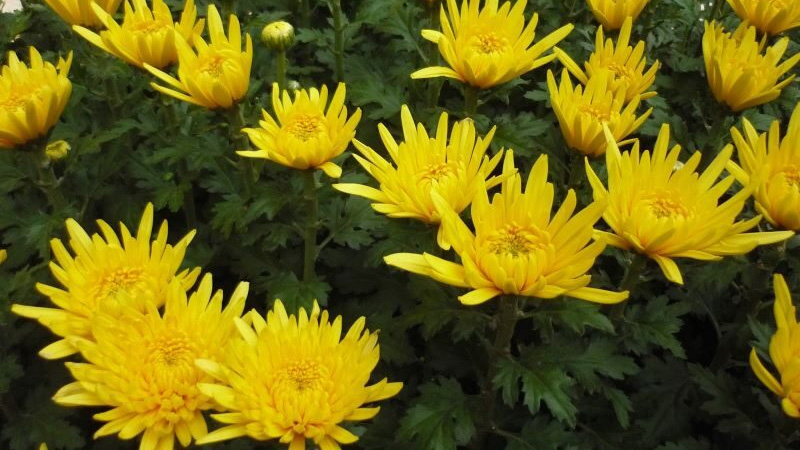 Top 101 hình ảnh hoa cúc vàng đẹp nhất