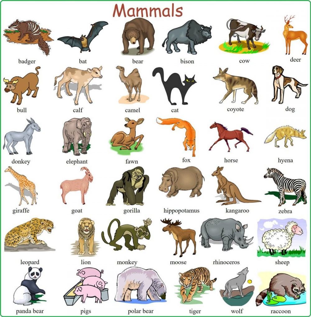 Tên các con vật bằng tiếng Anh Từ vựng tiếng Anh về con vật