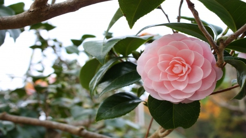 Hoa hồng trà: Đặc điểm, ý nghĩa, cách trồng và chăm sóc hoa hồng trà đẹp