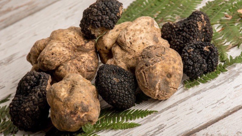 Nấm truffle là gì? Nấm truffle có tác dụng gì, mua ở đâu, giá bao nhiêu?