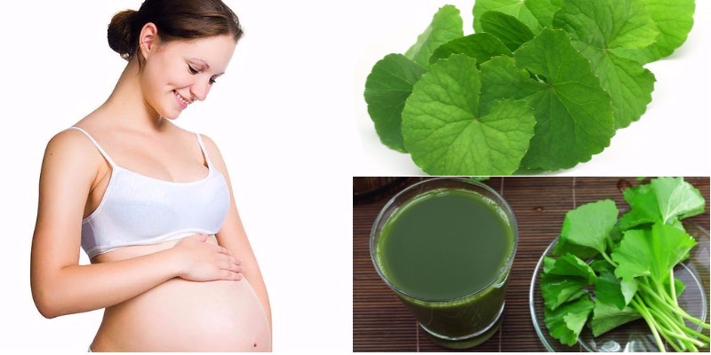 Uống nước rau má khi đang mang thai
