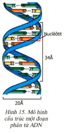 Hình ảnh dưới đây cho biết mô hình cấu trúc ADN do J Watson và C Crick  công bố năm 1953 Hãy quan sát h