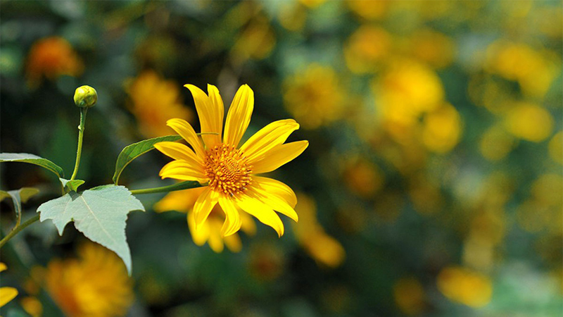 Top 10 ảnh hoa dã quỳ đẹp nhất với chất lượng full HD và 4K