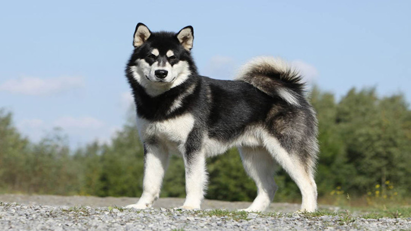 Chó Alaska giá bao nhiêu Cách nhận biết Alaska thuần chủng Mua chó Alaska  thuần chủng ở đâu  YouTube