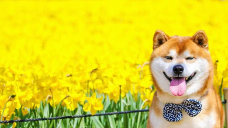 Chúc Mừng Chó Shiba Inu Màu Vàng Chân Dung Nụ Cười Chó Nhật Lông Đỏ Hình ảnh  Sẵn có  Tải xuống Hình ảnh Ngay bây giờ  iStock