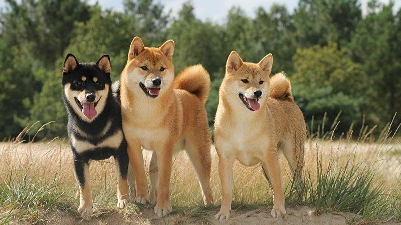 Chó Shiba Inu  Quốc Khuyển Của Nhật Bản  Siêu Pet
