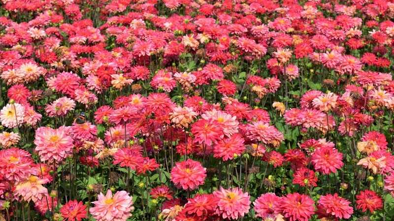Ý nghĩa và những lưu ý khi trồng và chăm sóc hoa thược dược cho hoa đều, đẹp