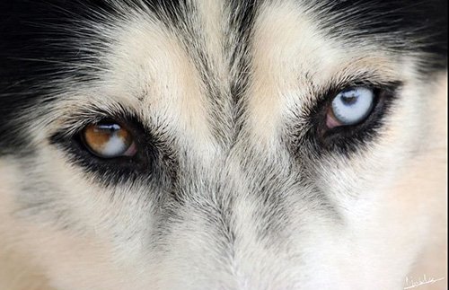 Làm thế nào để phòng tránh và điều trị bệnh giun mắt ở chó-3