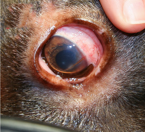 Làm thế nào để phòng tránh và điều trị bệnh giun mắt ở chó-2