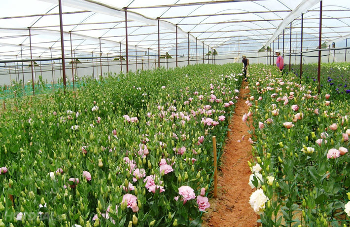 Cách trồng hoa cẩm chướng bằng hạt