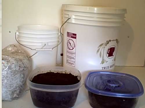 Cách trồng nấm kim châm bằng gốc đơn giản tại nhà
