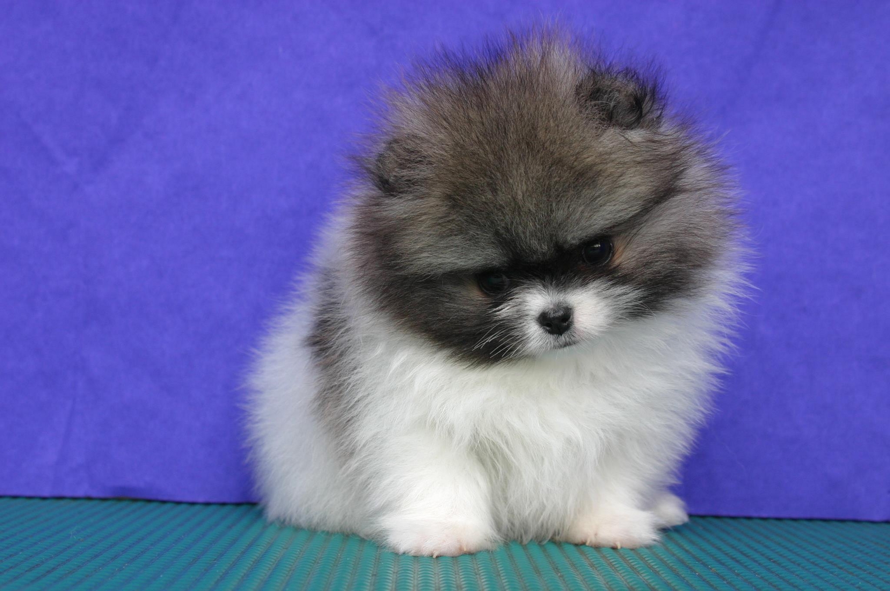 Tổng hợp Cute Chó Con Dễ Thương giá rẻ bán chạy tháng 72023  BeeCost