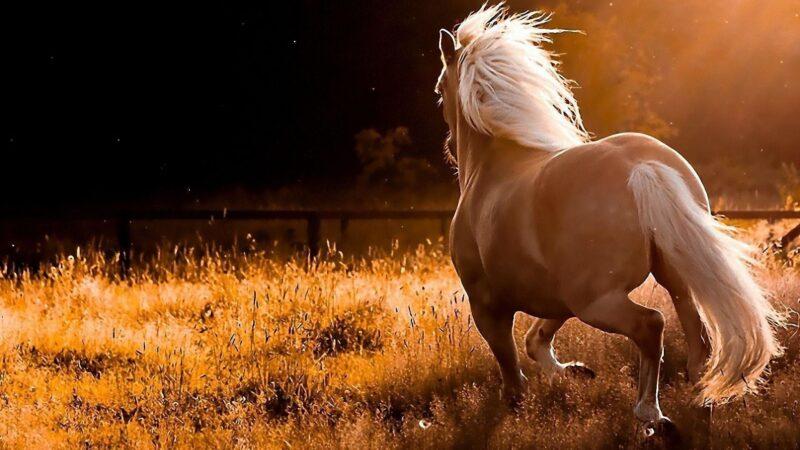 Tìm hiểu hơn 101 hình ảnh chú ngựa đẹp hay nhất - Tin Học Vui