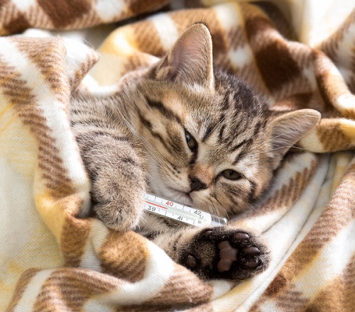 Mèo bị cảm lạnh: Biểu hiện & Cách chữa trị hiệu quả