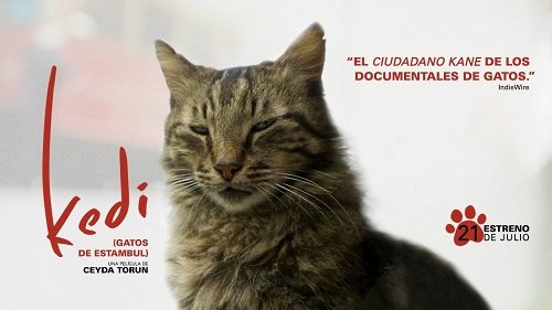 Những bộ phim về loài mèo hay nhất bạn nên xem-4